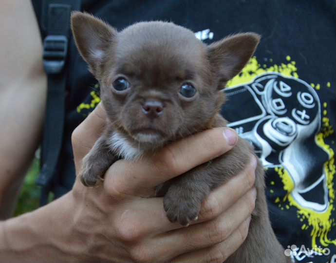 Чихуахуа девочка