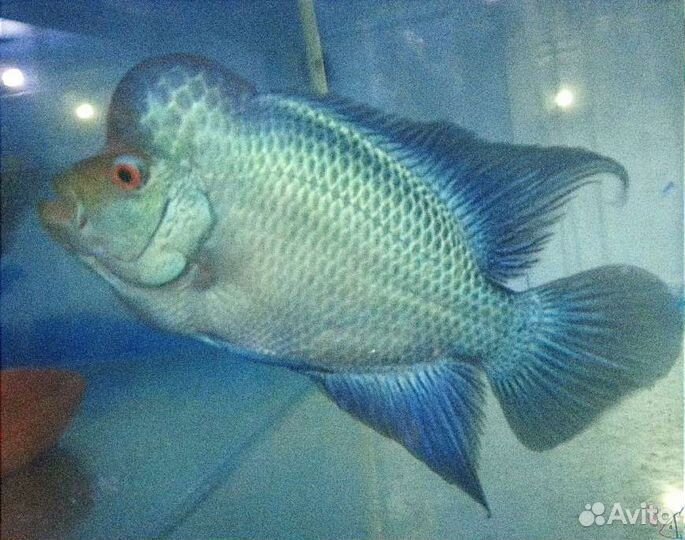 Астронотусы, Фронтозы, Хорны, Брилл.Цихл.,Ножи