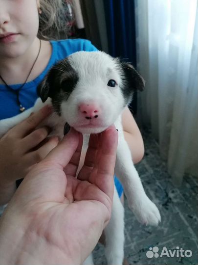 Щенки бесплатно