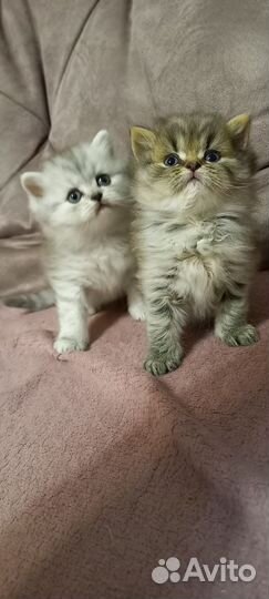 Шотландские котята