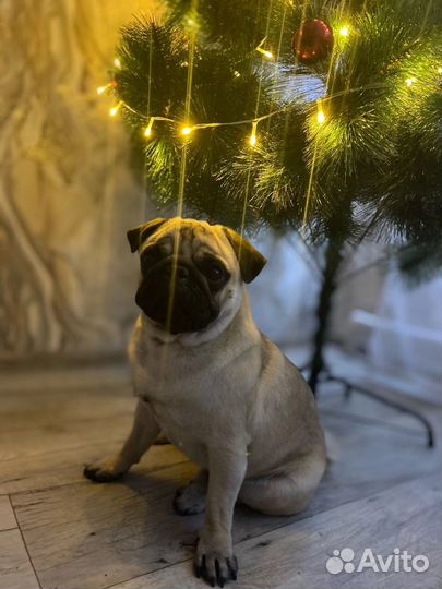 Мопс вязка мальчик