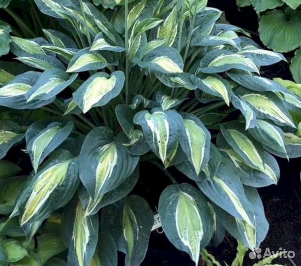 Хосты Капитан Кирк