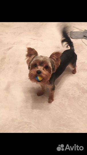 Вязка Йоркский терьер