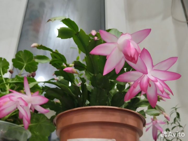 Декабрист шлюмбергера