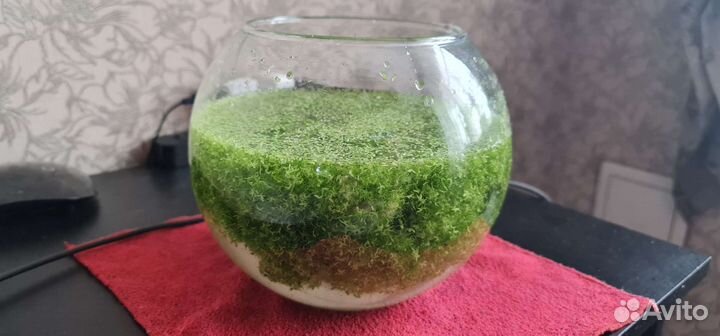 Водоросли для аквариума Ряска малая Lemna Minor