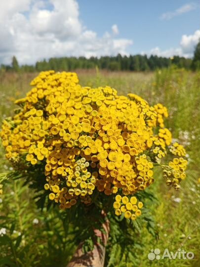 Листья брусники/Зверобой