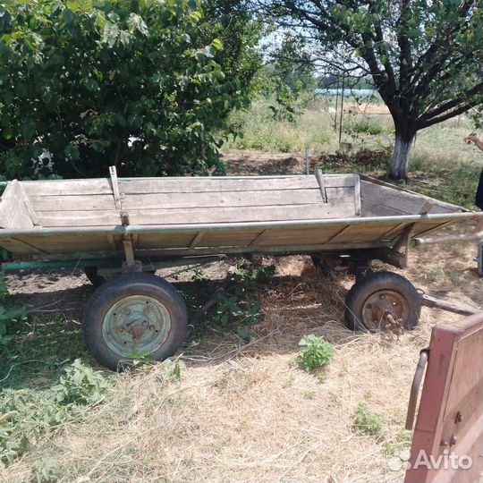 Лошадь жеребец