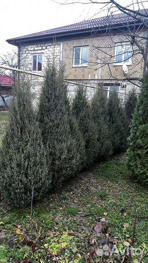 Опт Вечнозеленые туи и можжевельники