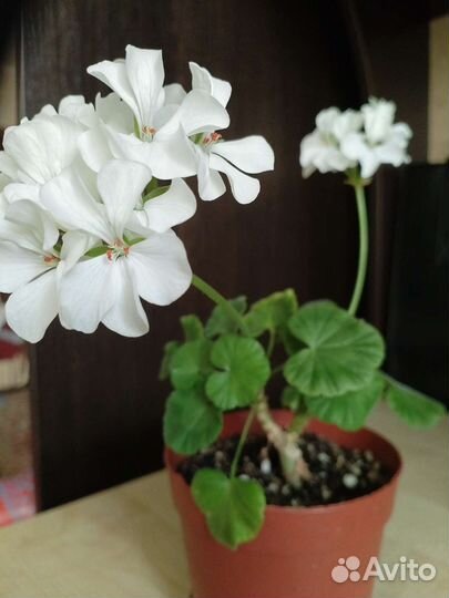 Пеларгония герань