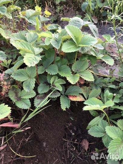 Рассада клубники