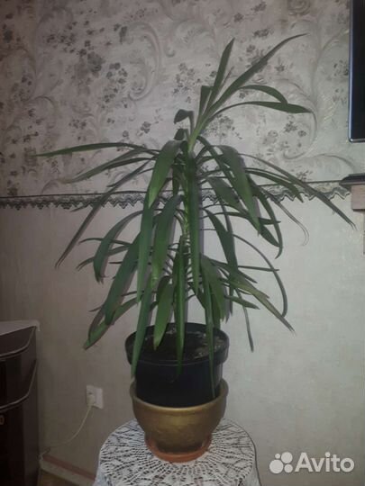 Пальма юкка взрослое растение