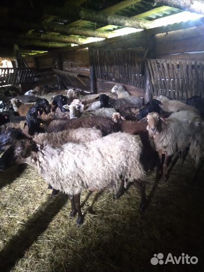 Овцы бараны
