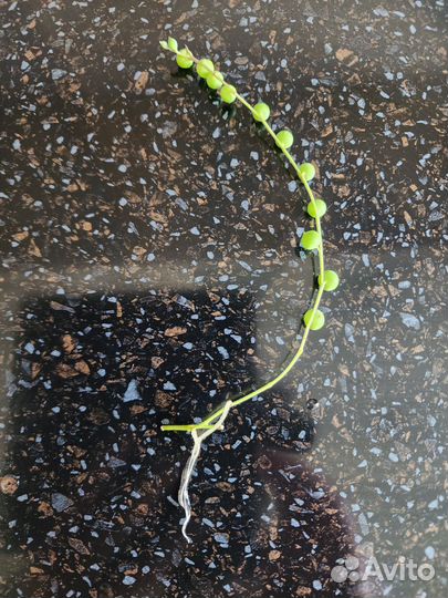 Крестовник Роули