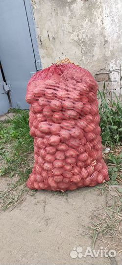 Семенной картофель