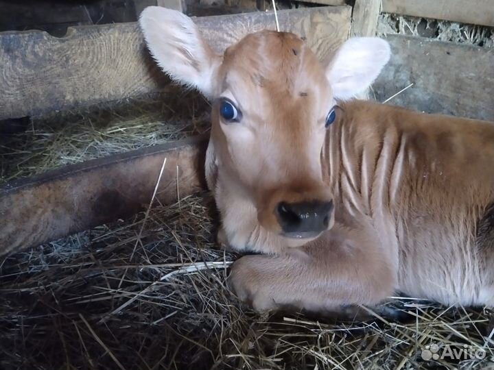 Козлята и бычек