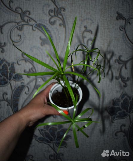 Комнатные растения