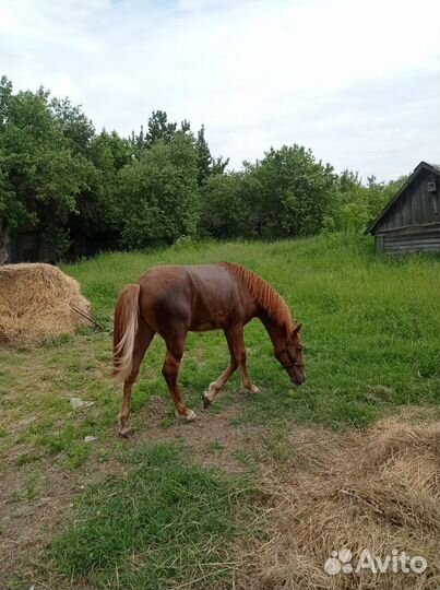 Годовалый жеребчик