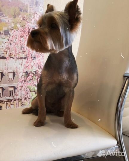 Груминг животных