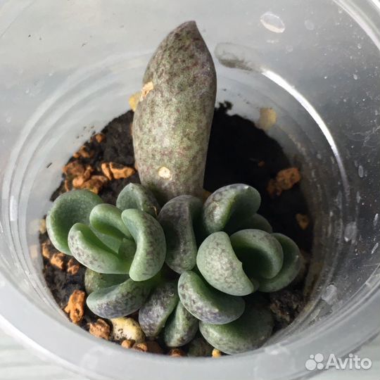 Суккуленты ч 7