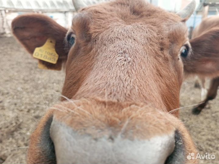 Продается телка