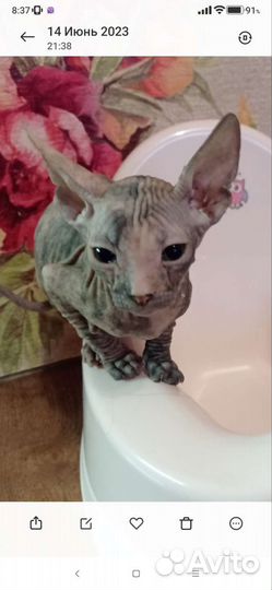 Донской сфинкс