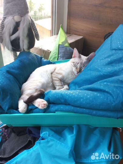 Зооняня, передержка, выгул собак