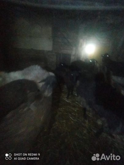 Курдючные бараны овцы