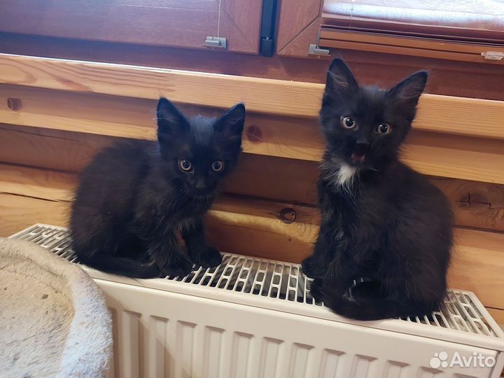 Котики в добрые руки
