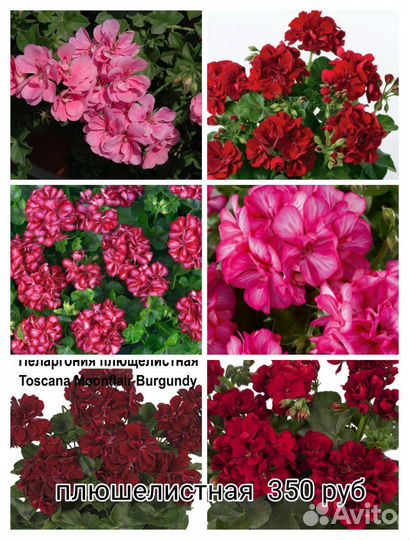 Пеларгония герань