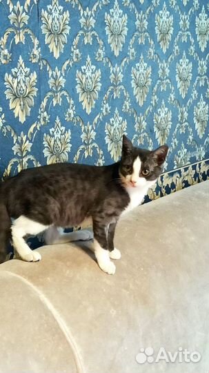 Котенок в добрые руки