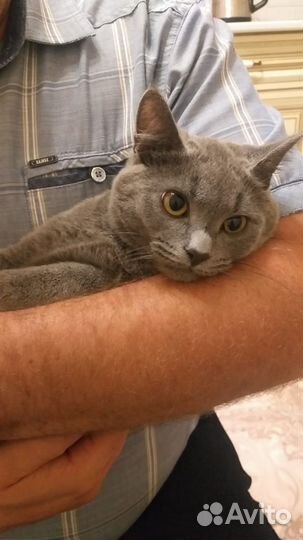 Молодая кошечка