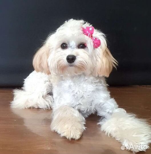 Мальтипу подростки девочки