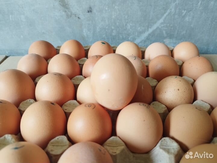 Яйцо Оптом Яйца Куриные Св,С0,С1,С2, Деревенское