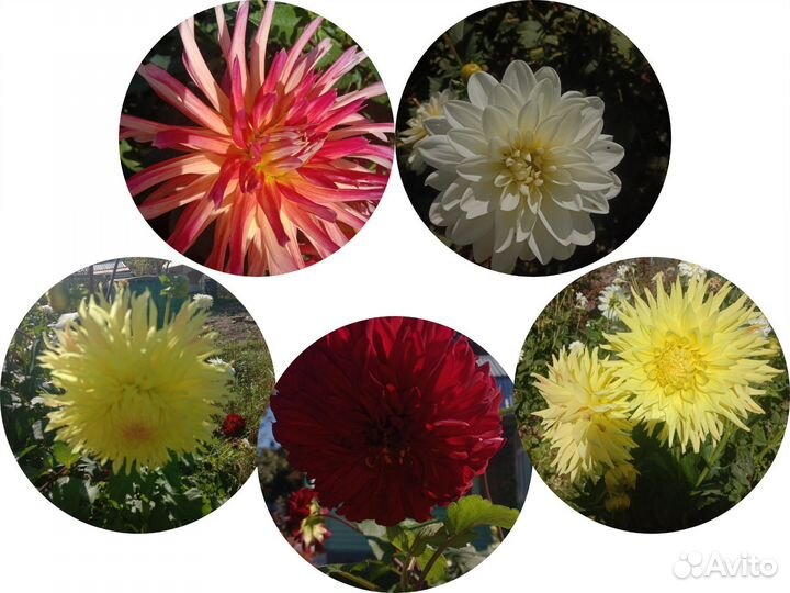 Многолетние цветы