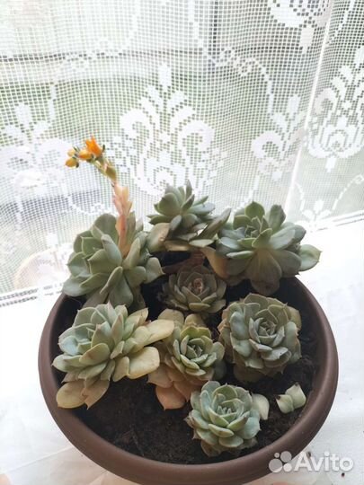 Суккуленты