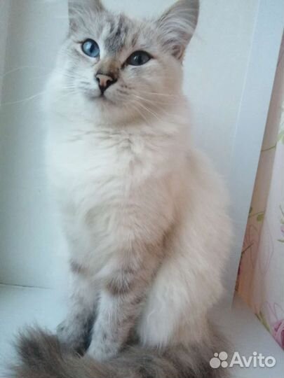 Отдам бесплатно