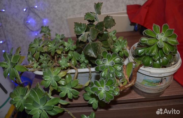 Суккуленты.Замиокулькас, красулла продырявленная