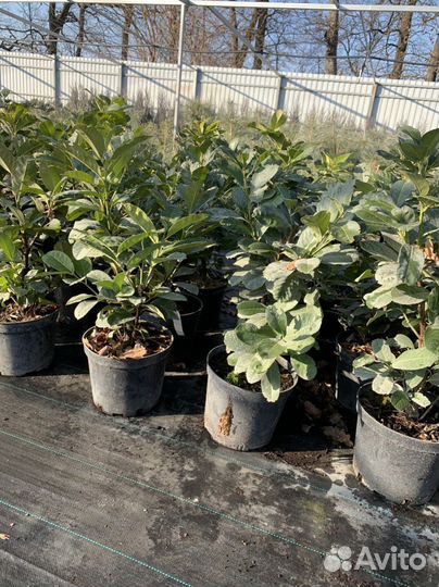 Можжевельник Стрикта