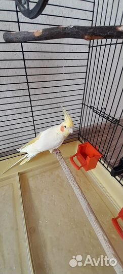 Попугай Корелла с клеткой