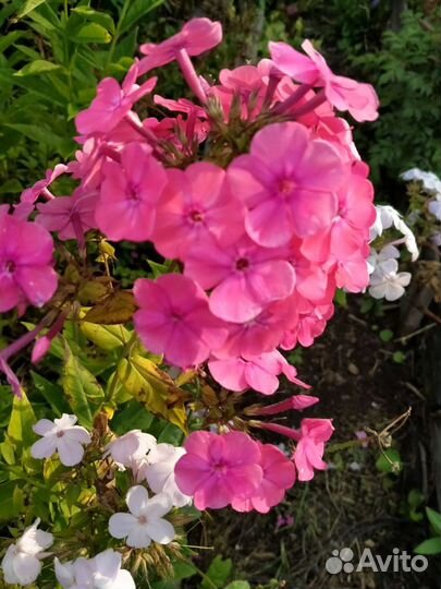 Флоксы/молодило