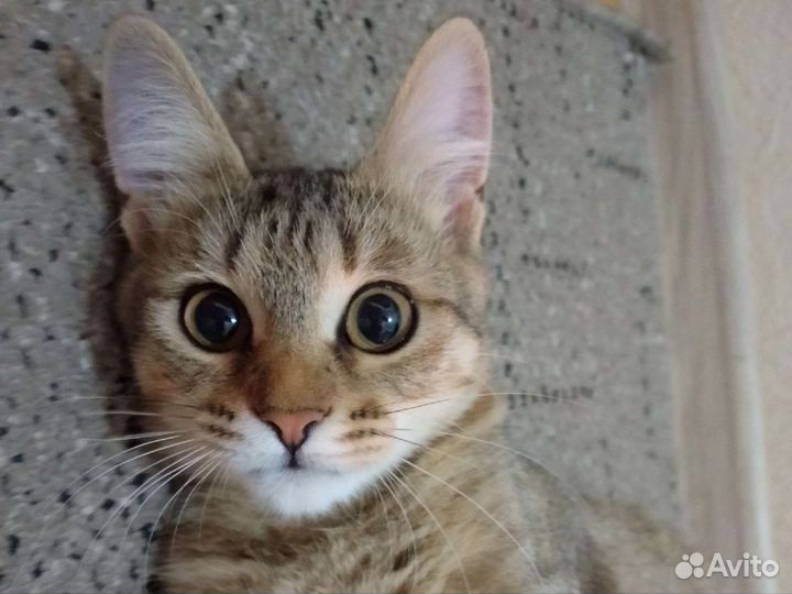 Кошка в добрые руки