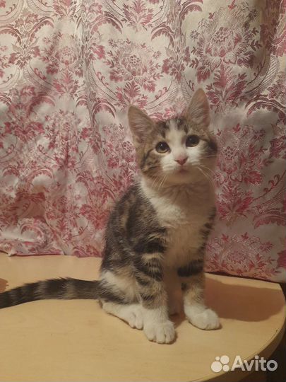 Отдам в добрые руки котят