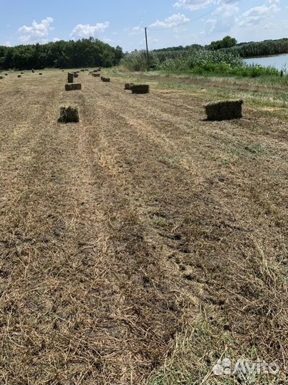 Сено люцерны в тюках