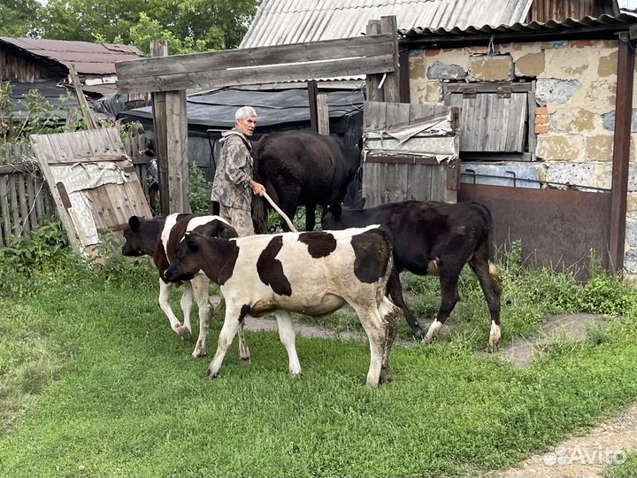 Продам телят