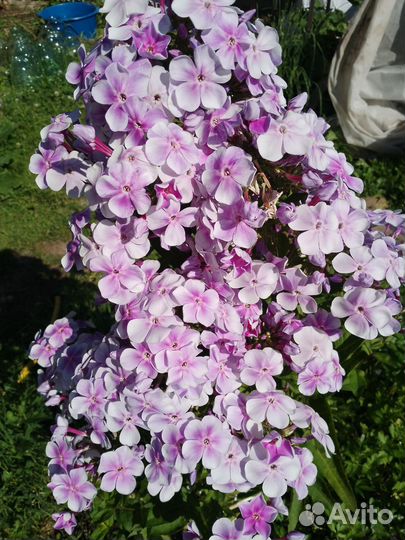 Флоксы, монарда, ромашки