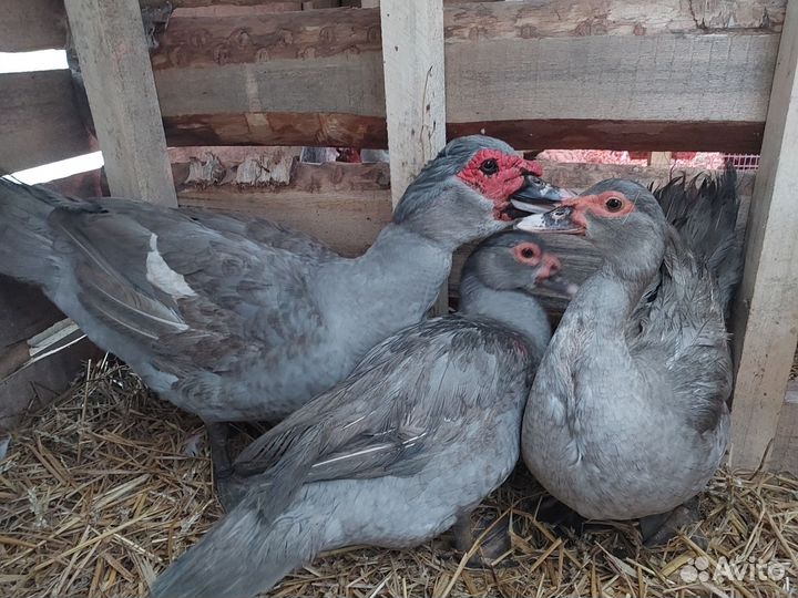 Мускусные утки,утята, инкубационное яйцо