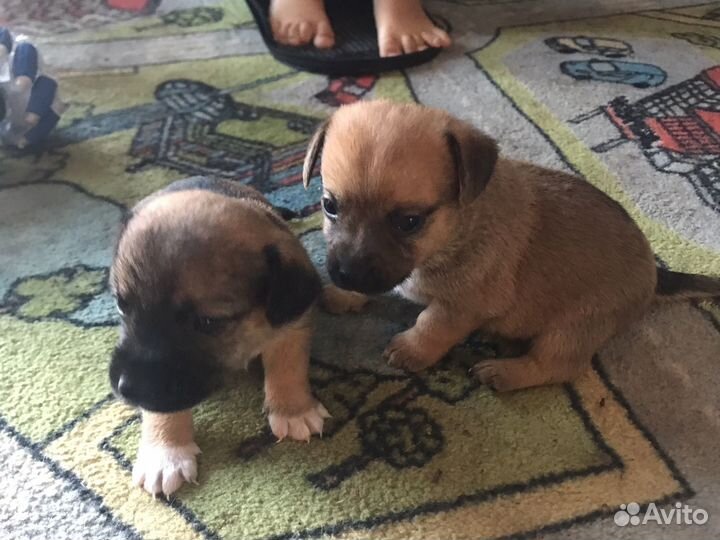 Той-терьер щенки