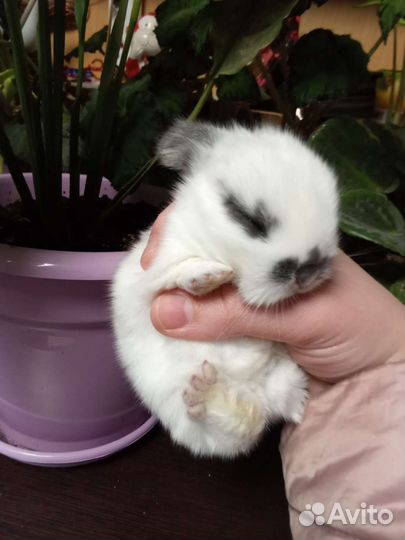 Декоративные карликовые крольчата