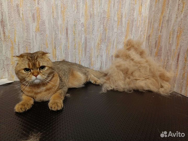 Стрижка кота/кошки, вычёсывание/выезд на дом