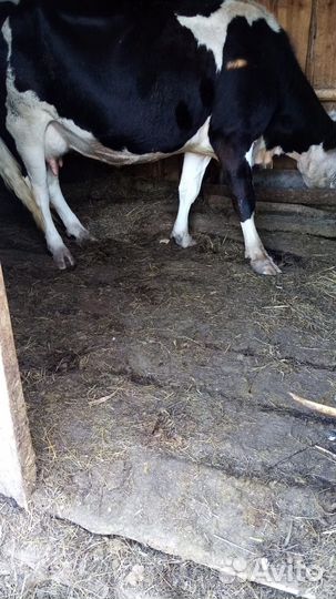 Продам коров